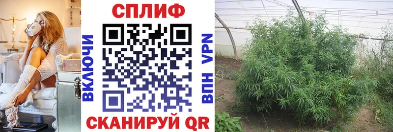 Каннабис сатива  закладки  Оха 